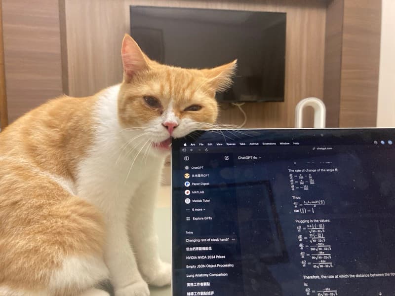 cat